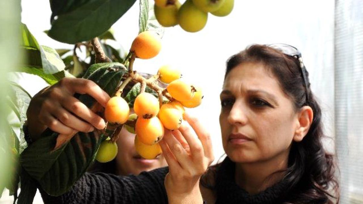 Yenidünya Erken Olgunlaştı