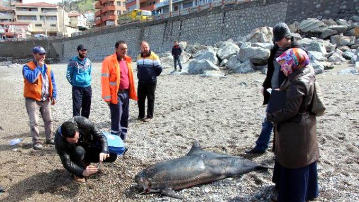 Başı Gövdesinden Kopan Yunus Sahile Vurdu