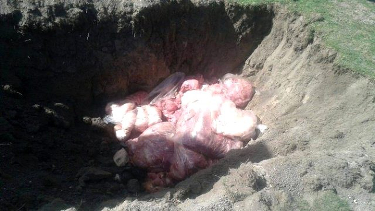 Ereğli\'de 200 Kilo Kaçak Tavuk Eti İmha Edildi