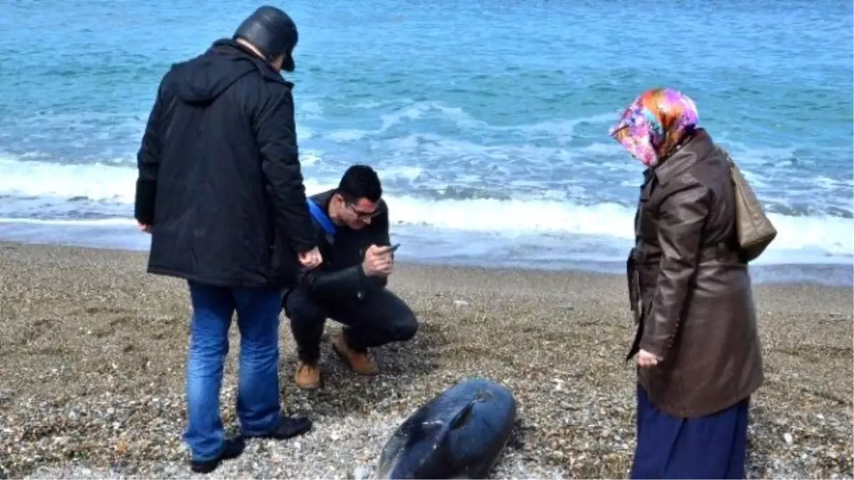 Kafası Olmayan Yunus Balığı Karaya Vurdu
