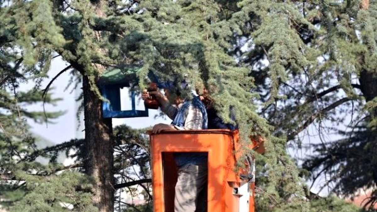 Kuşlar Yuvalarına Kavuşuyor