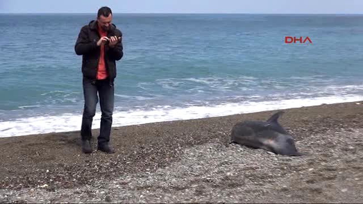 Zonguldak Başı Gövdesinden Kopan Yunus Sahile Vurdu