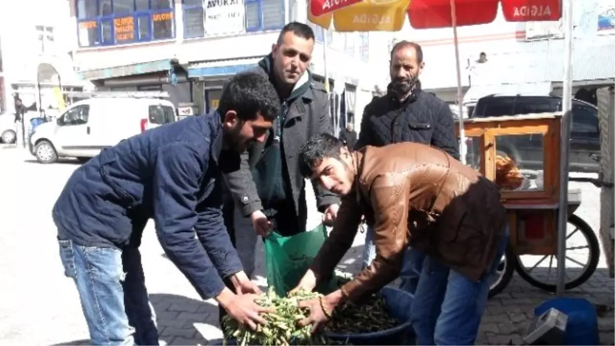 Gülbahar Bitkisi Tezgahlarda Yerini Aldı