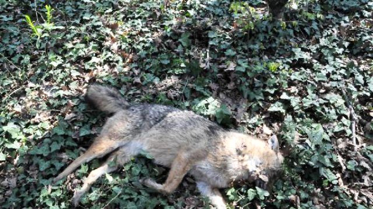 Caniler, Tilki ve Köpekleri Zehirli Mamayla Telef Ettiler