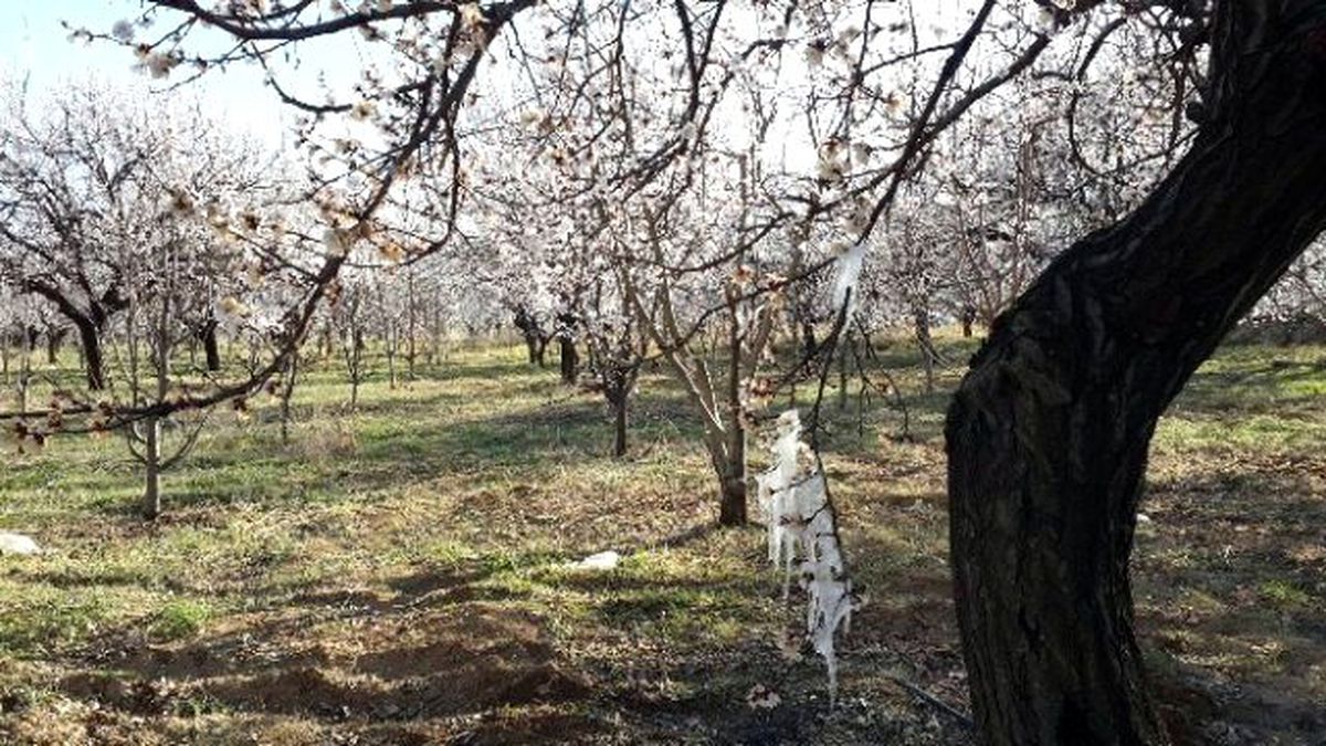 Kayısıyı Don Vurdu