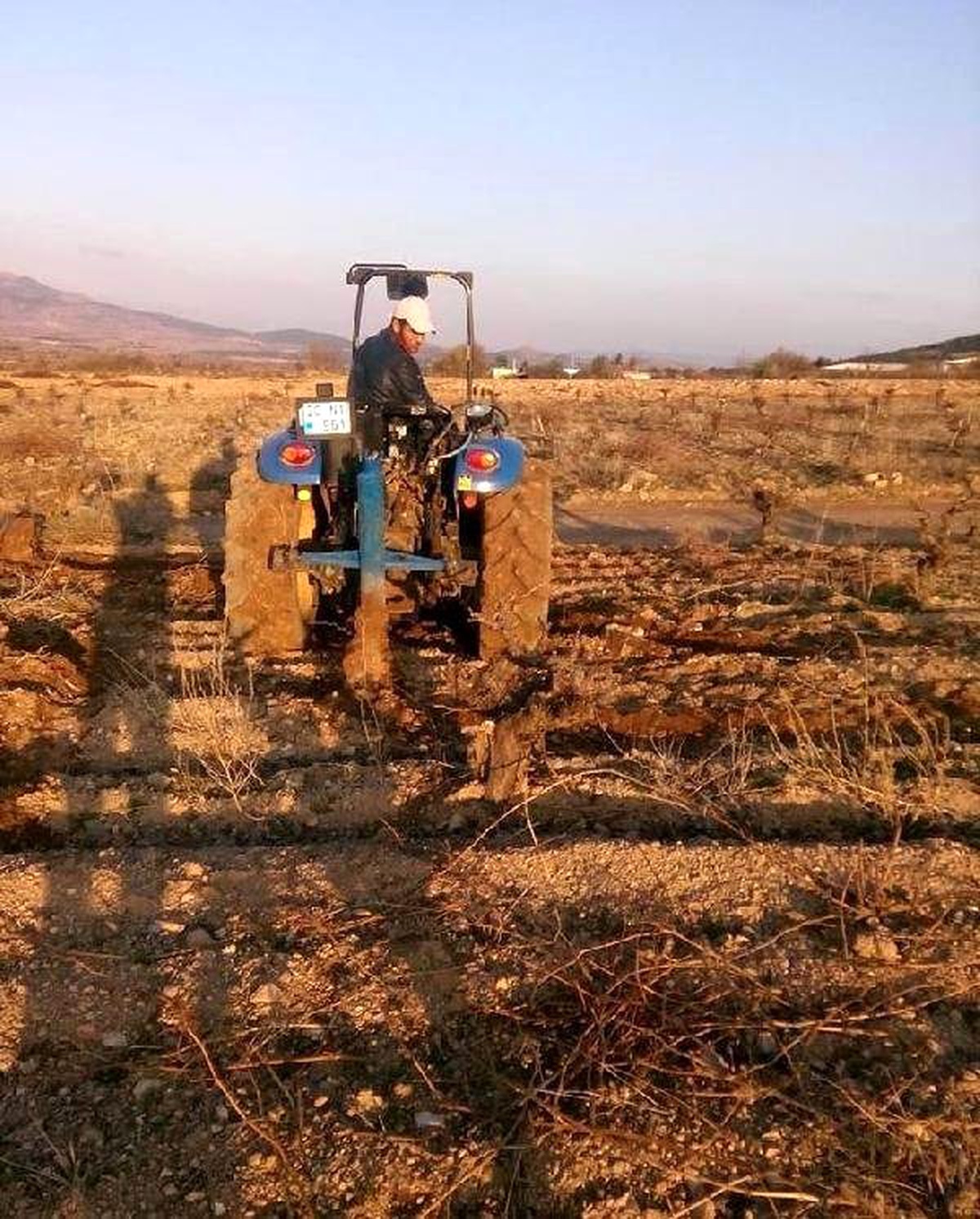 Soğuk Vuran Bağlar Sökülüyor