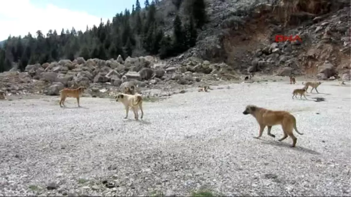 Onlarca Köpek Yol Kenarına Bırakıldı