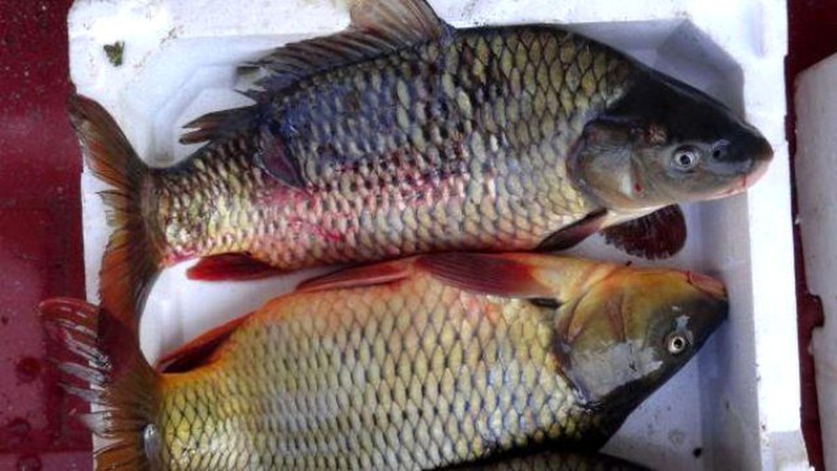 Barajdan Kaçak Avlanan 100 Kilo Balığa El Konuldu