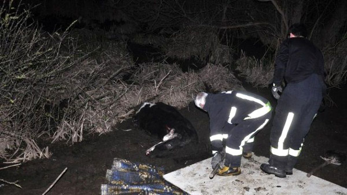 Bataklığa Saplanan İneği İtfaiye Kurtardı