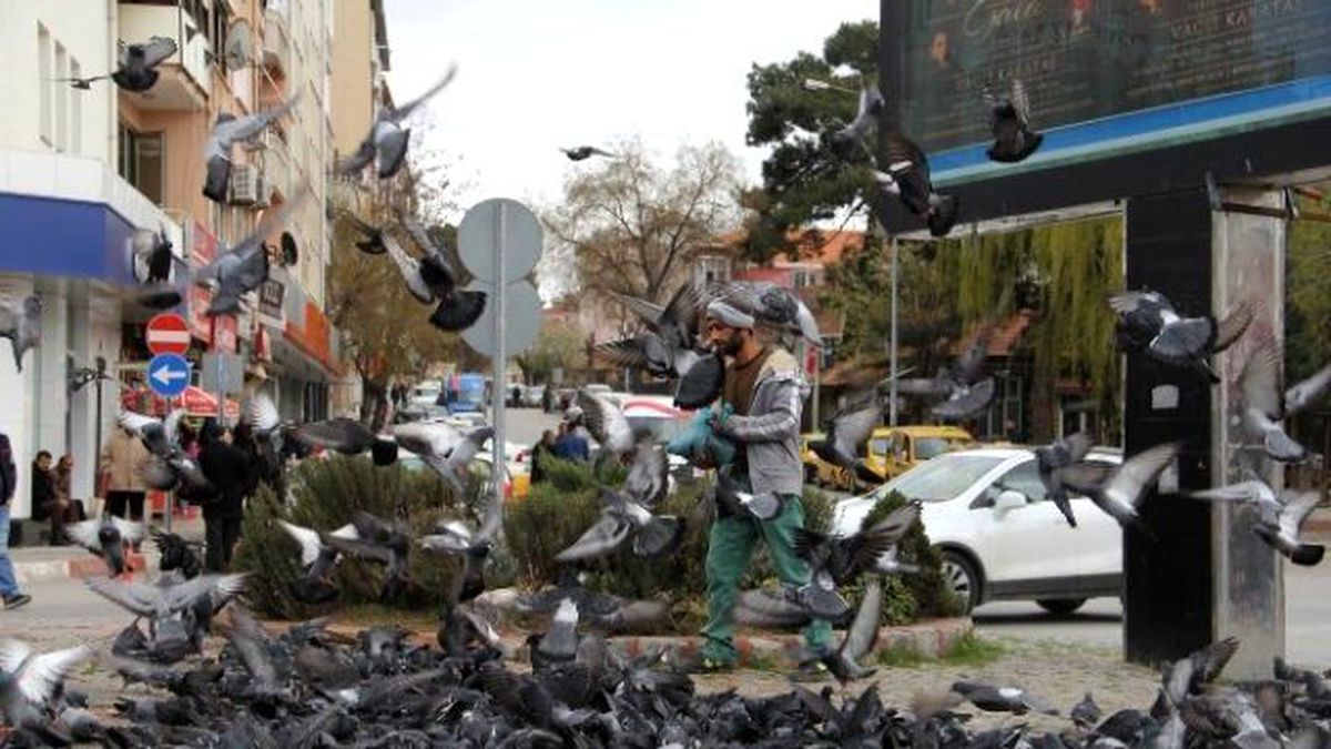 Haftalık Alınca Güvercinleri Besliyor