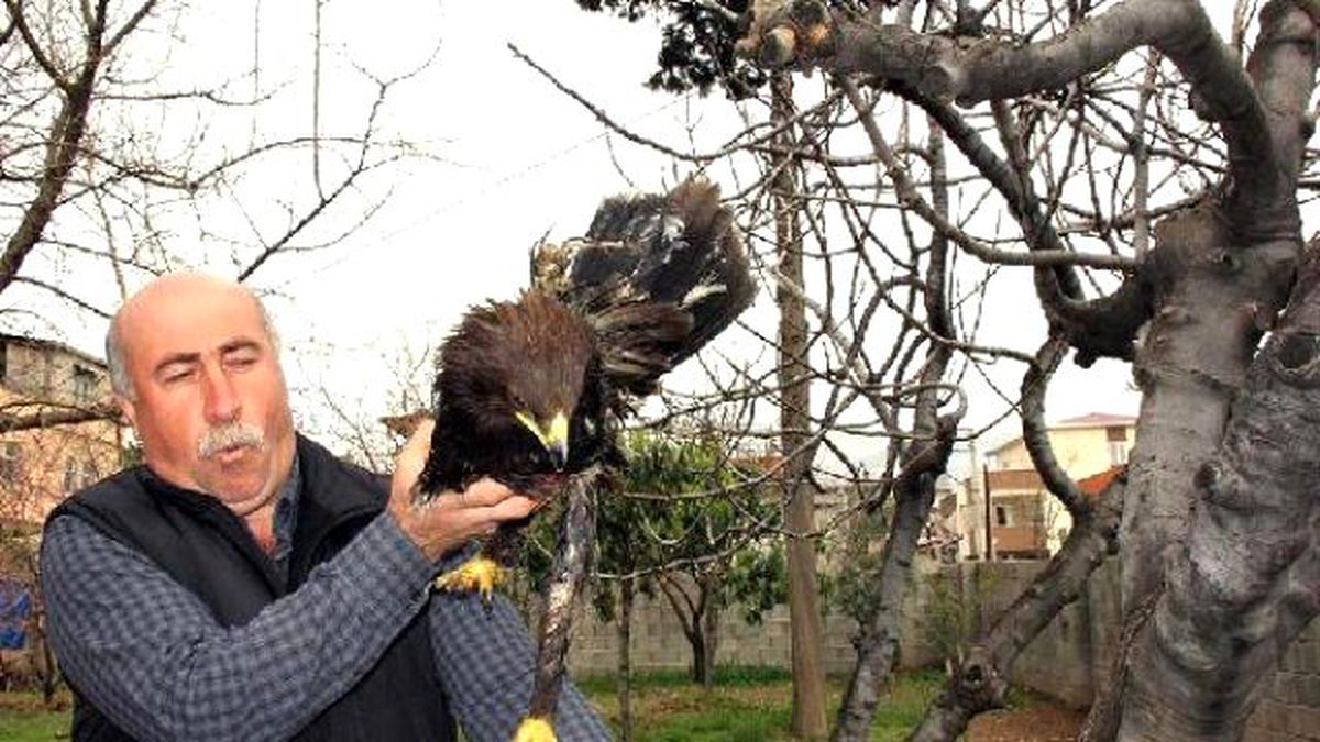 Yaralı Kartal Tedaviye Alındı