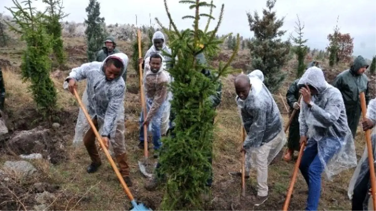Kent Ormanı\'nda Artık Ruanda\'nın da Ağaçları Var