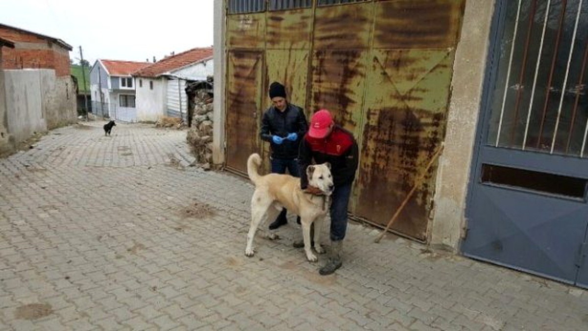 Malkara\'da Kedi ve Köpeklere Kuduz Aşısı Kampanyası