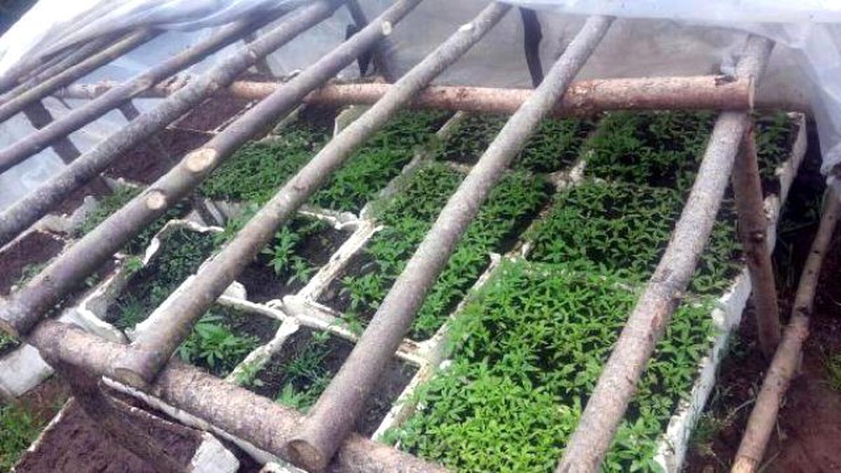 Serada 1600 Kök Hintkeneviri Ele Geçirildi