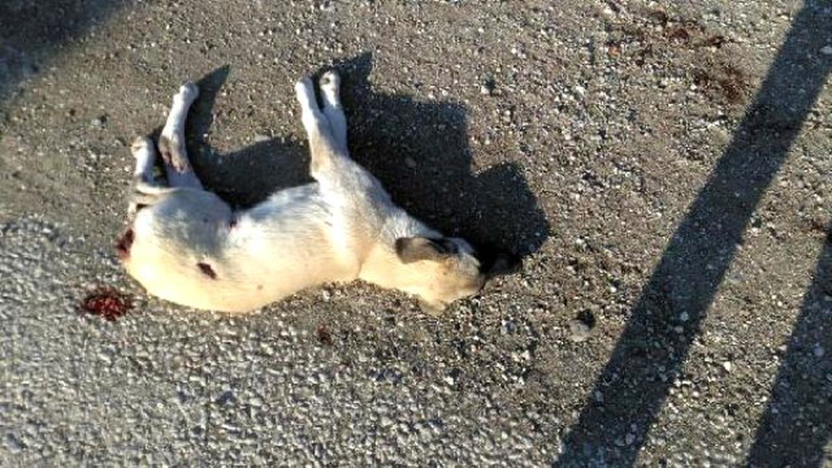 Sokak Köpeği Tabancayla Öldürüldü