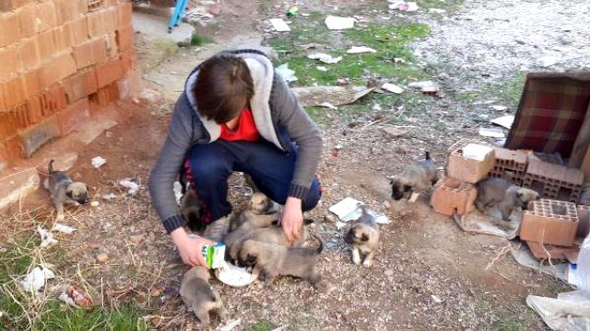 Yavru Köpeklere Liseli Muharrem Sahip Çıktı