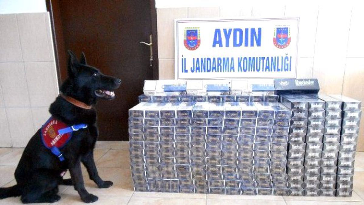 Aydın\'da 7200 Paket Kaçak Sigara Yakalandı