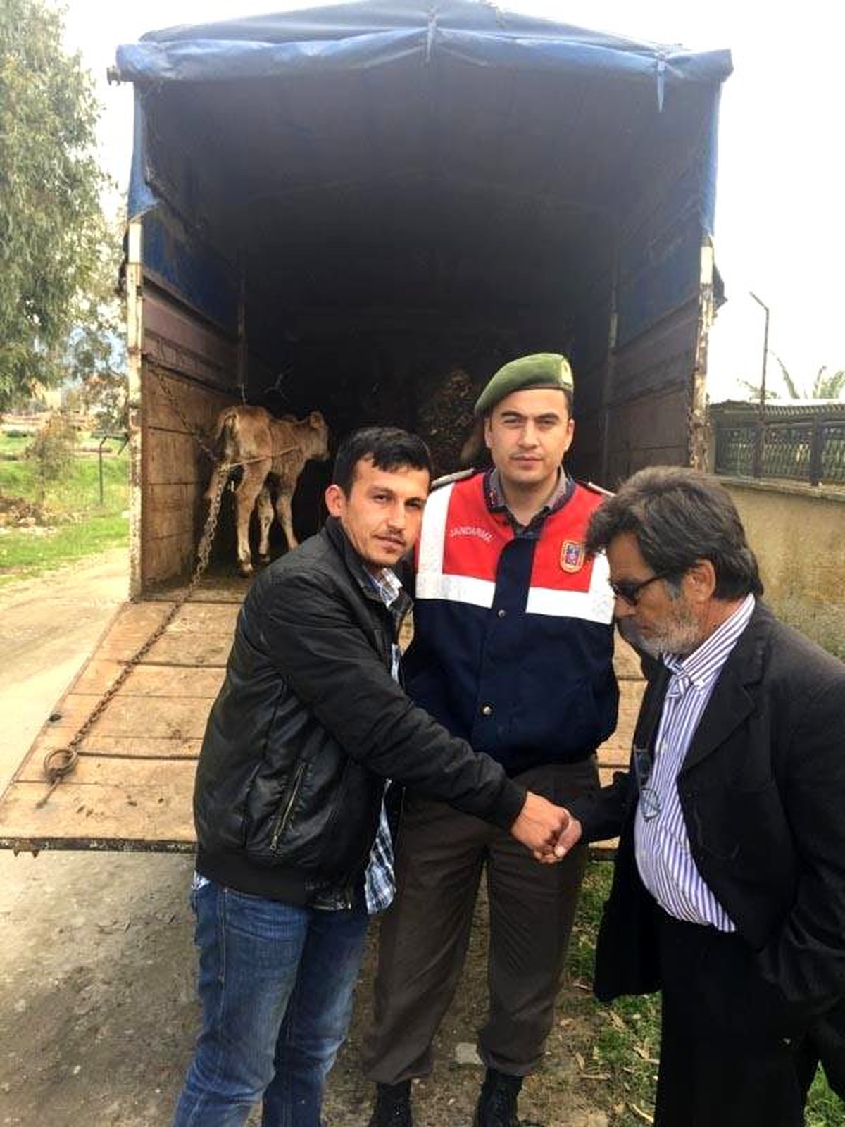 Çalınan Gebe İnek, Dünyaya Getirdiği Buzağısıyla Bulundu