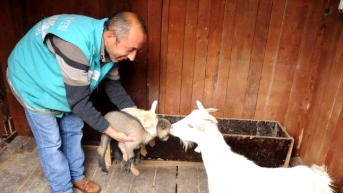 Giresun Belediyesi Hayvanat Bahçesi\'nde İkiz Cüce Keçi Sevinci