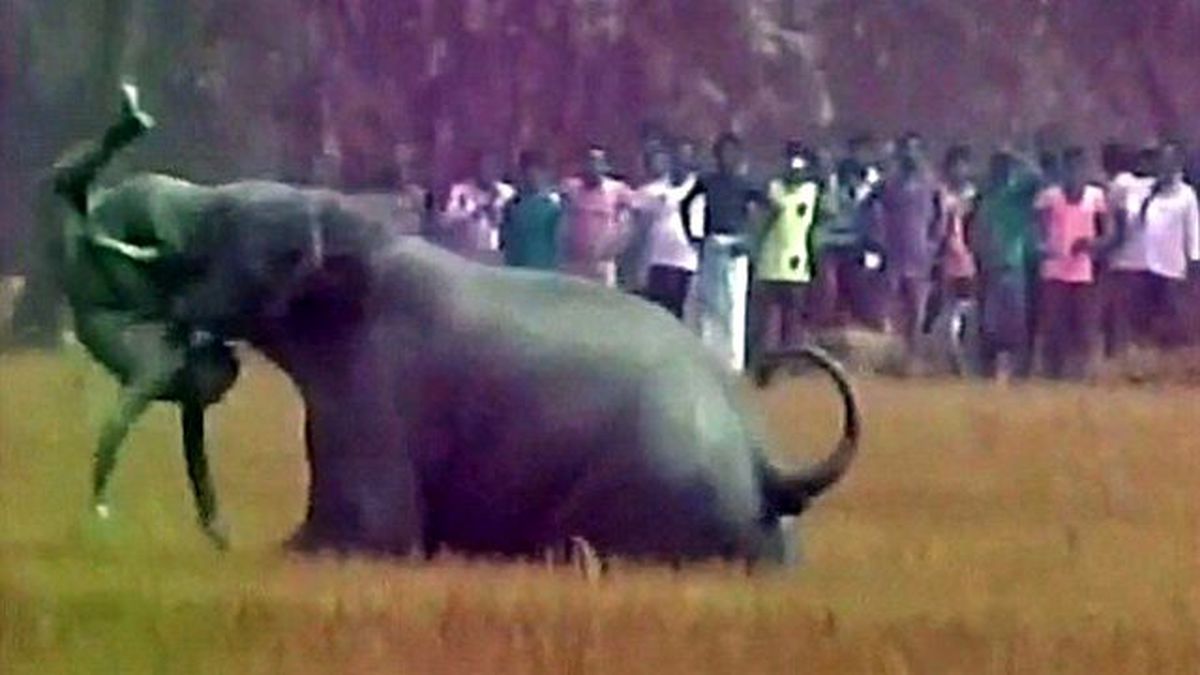 Hindistan'da Köye Giren Dört Fil Dehşet Saçtı