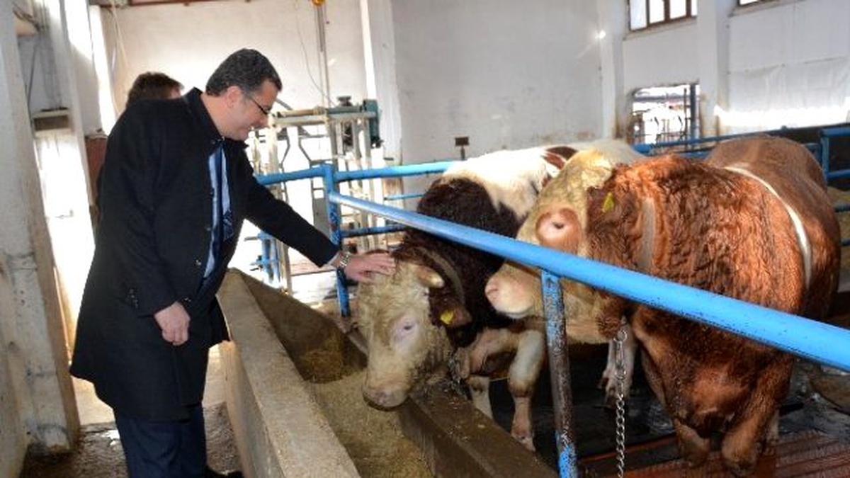 Ordu\'da 2015 Yılında Hayvancılığa 12 Milyon TL Destek