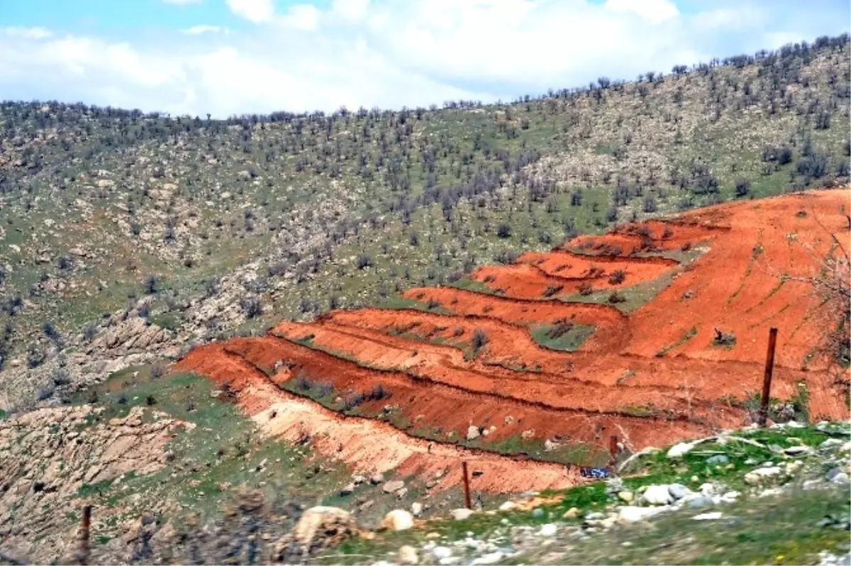 Siirt\'te Dağlık Alanlar Fıstık Bahçelerine Dönüştürüldü