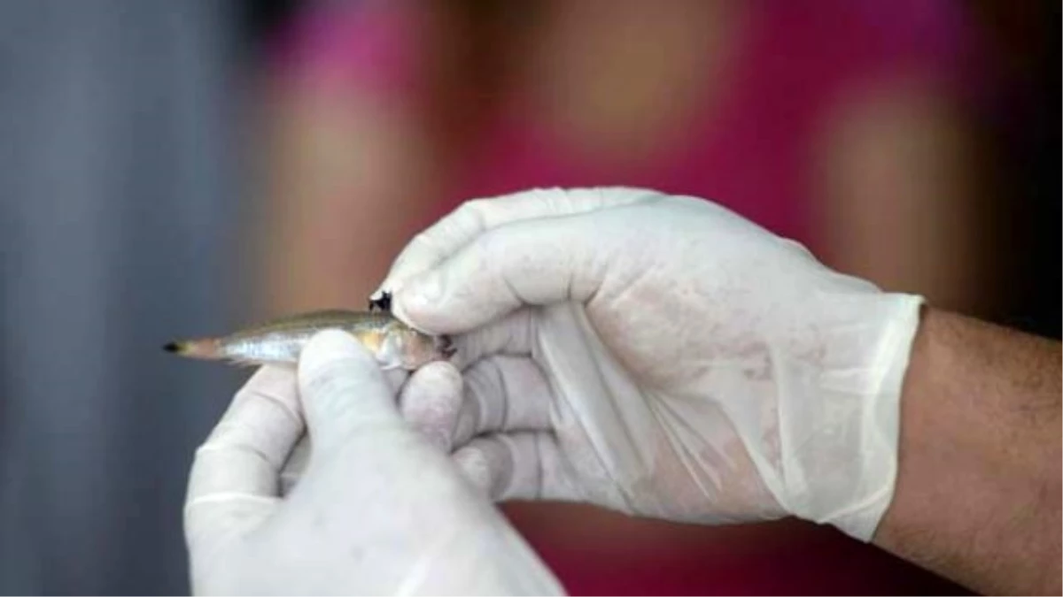 Trakonya Balığı Talihsiz Kadını Canından Edecekti
