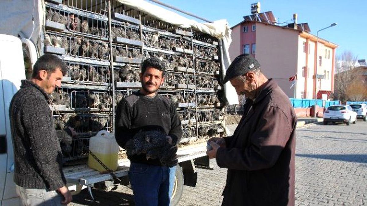 Varto\'da Tavuk Satışları Başladı