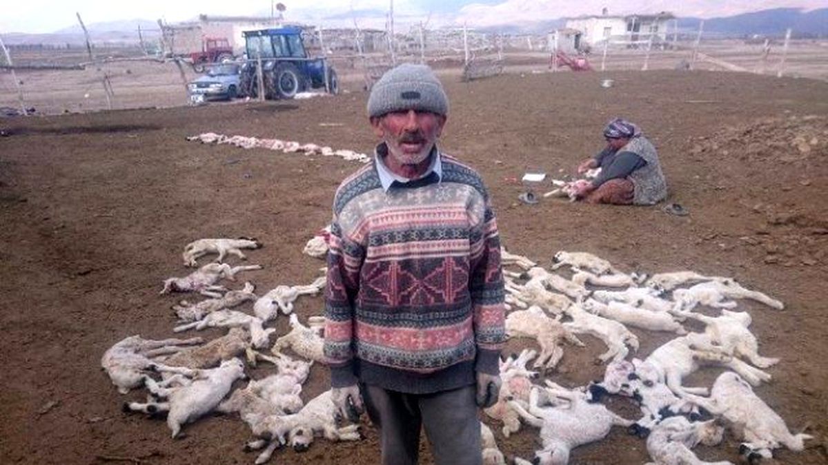 Veterinerin Yanlış İğnesi 200 Kuzuyu Telef Etti