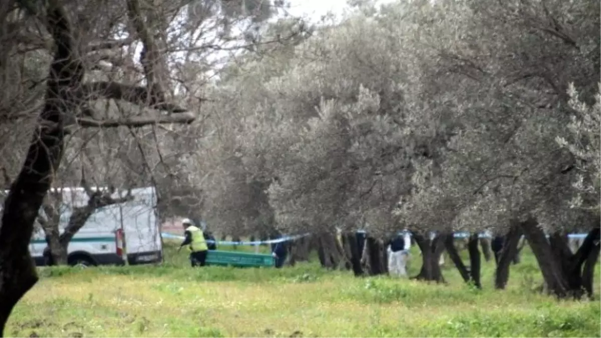 21 Yaşındaki Genç Zeytin Bahçesinde Ölü Bulundu