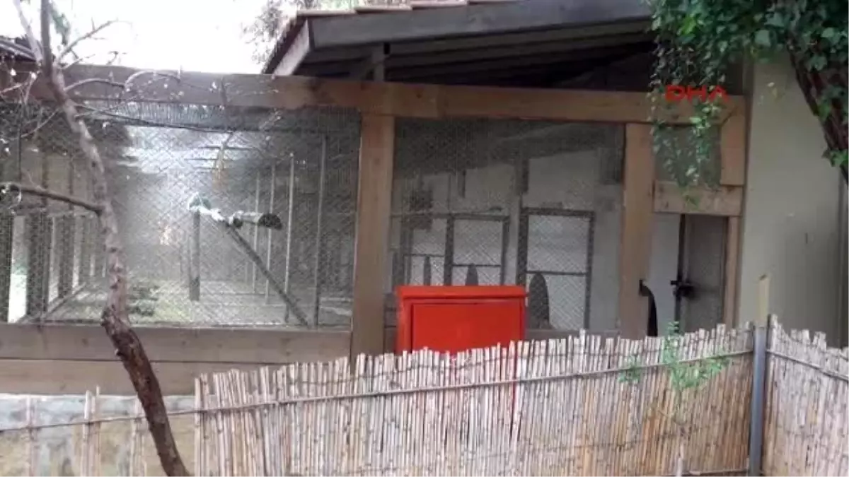 Antalya Hırsızlar, Hayvanat Bahçesinden 4 Papağan Çaldı