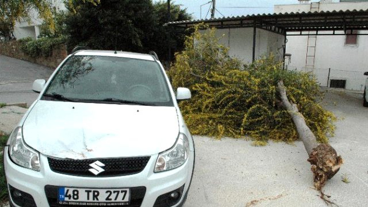 Bodrum\'da Fırtına Ağacı Kökünden Söktü