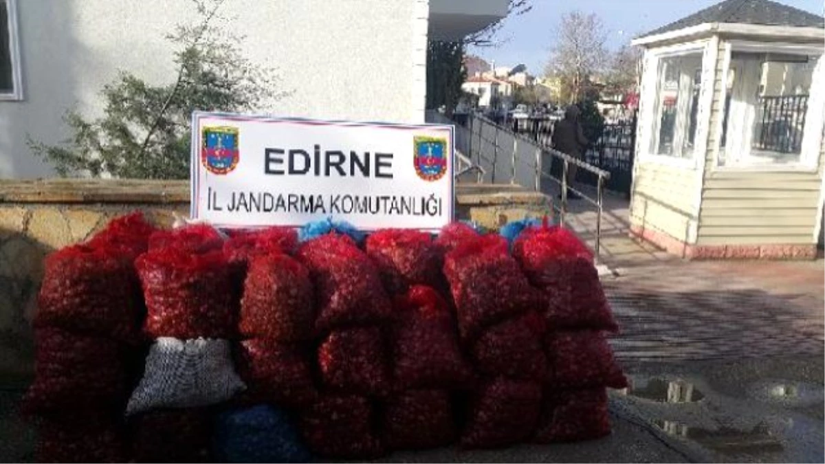 Edirne\'de 1 Ton 340 Kilo Kaçak Midye Ele Geçirildi