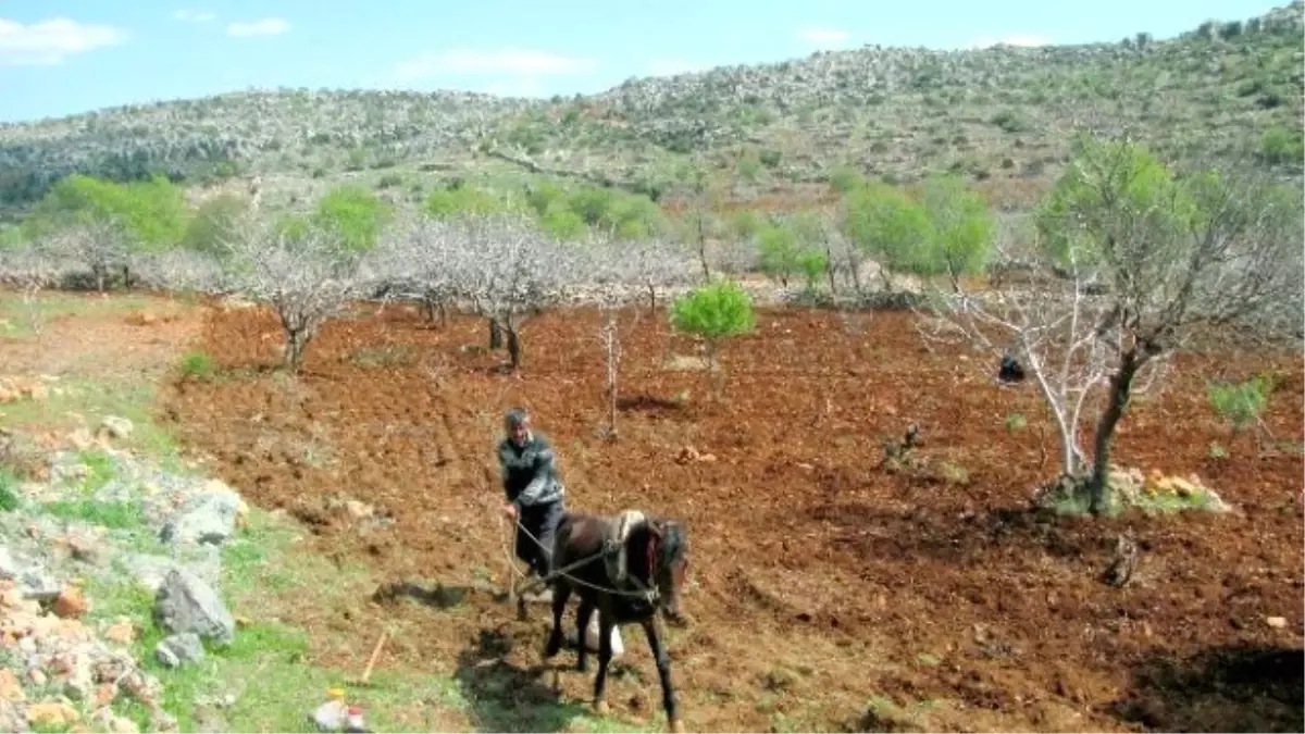 Fıstık Üreticilerinin Yardımına Karasaban Yetişiyor