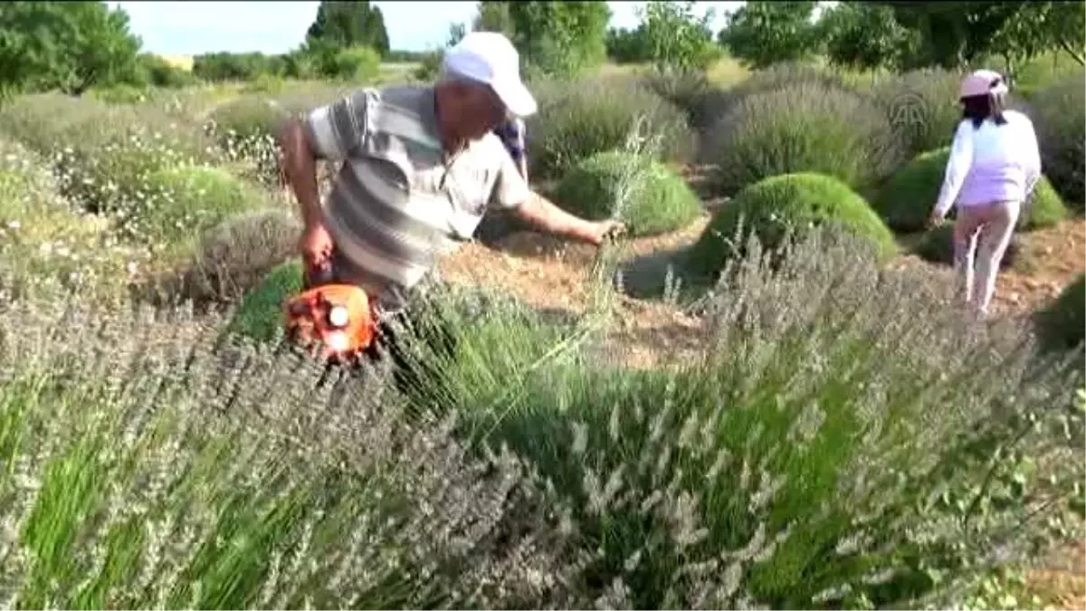 Lavanta Konya'da Kadınların Geçim Kaynağı Olacak