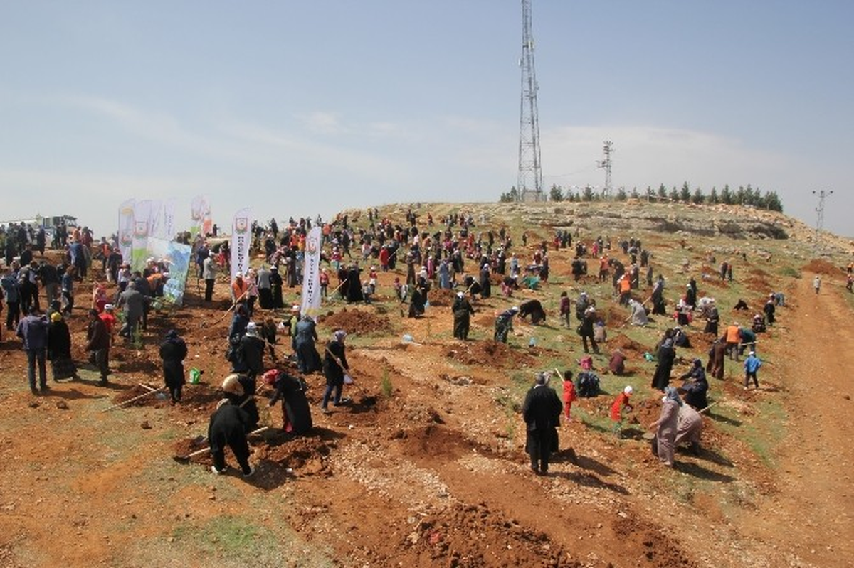 Şanlıurfa\'da Ağaçlandırma Seferberliği Başlatıldı