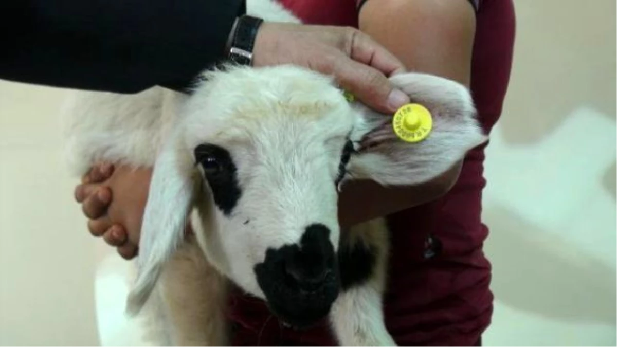 Türkiye\'de İlk Kez Koyunlara Mikroçip Takılacak