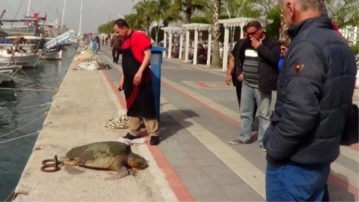 Fethiye Körfezi Maskotunu Yitirdi