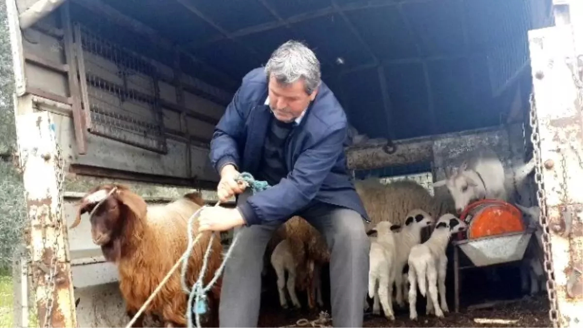 Hayvan Hırsızı Zeytin Tarlasında Uyurken Yakalandı