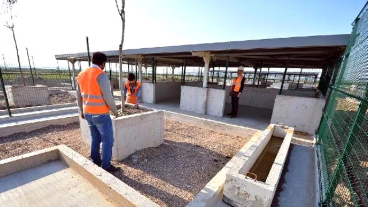 İzmir\'de Barınak ve 4 Bin Kapasiteli Hayvan Mezarlığı Kurulacak