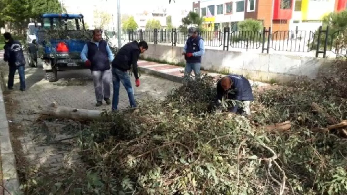 Lodosun Yıktığı Ağaçlar Kaldırıldı