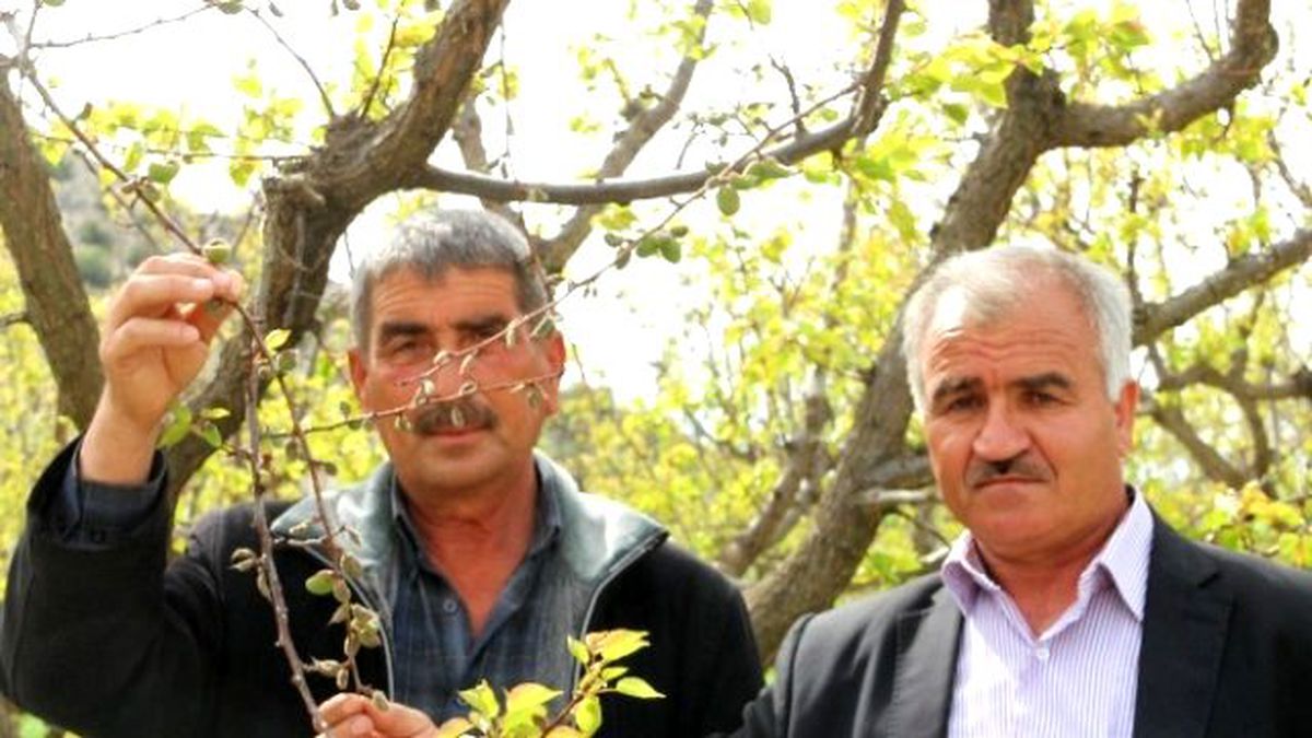 Mut\'ta Kayısıyı Don Vurdu, Fiyatı Yine Cep Yakacak