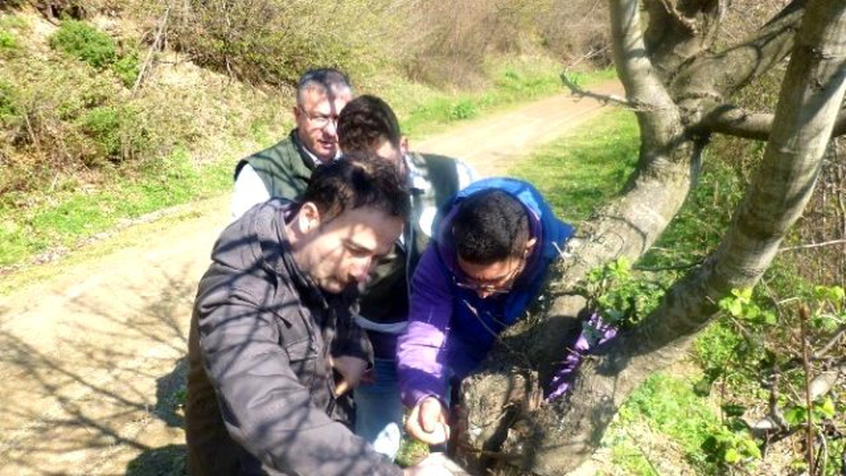 Ormandaki Vahşi Hayvanlar Kameraya Böyle Yakalandı