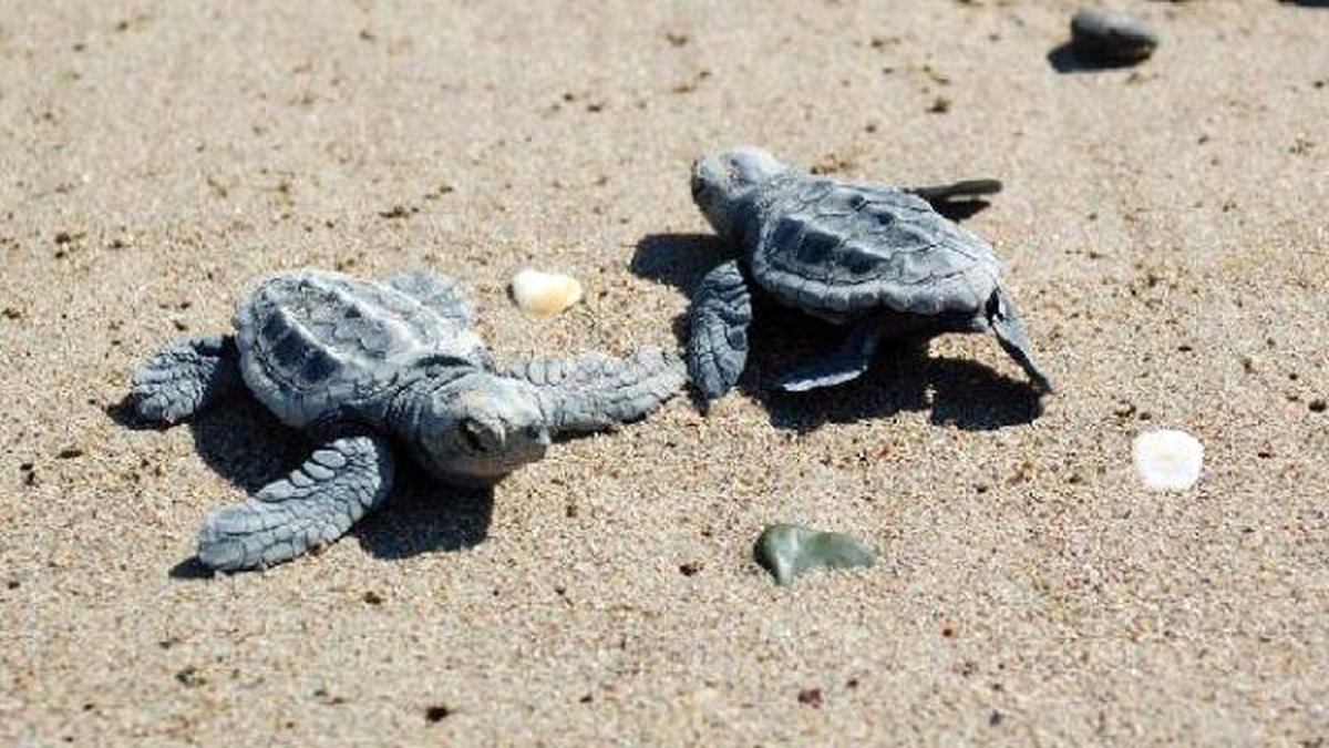 Akyatan Lagünü Nesli Tükenen Deniz Canlılarına Ev Sahipliği Yapıyor