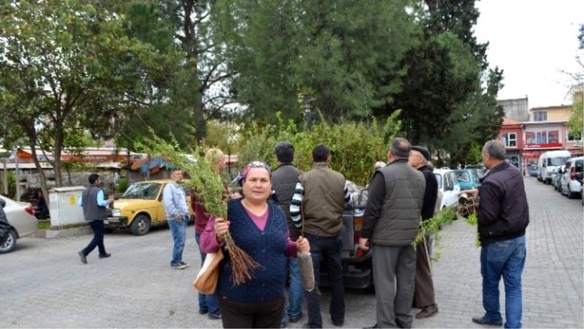 Ortaca\'da 5 Bin Badem ve Sığla Fidanı Dağıtıldı