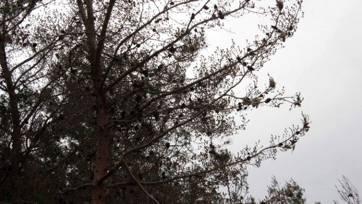 Terminatör Tırtılla Baş Edemedi