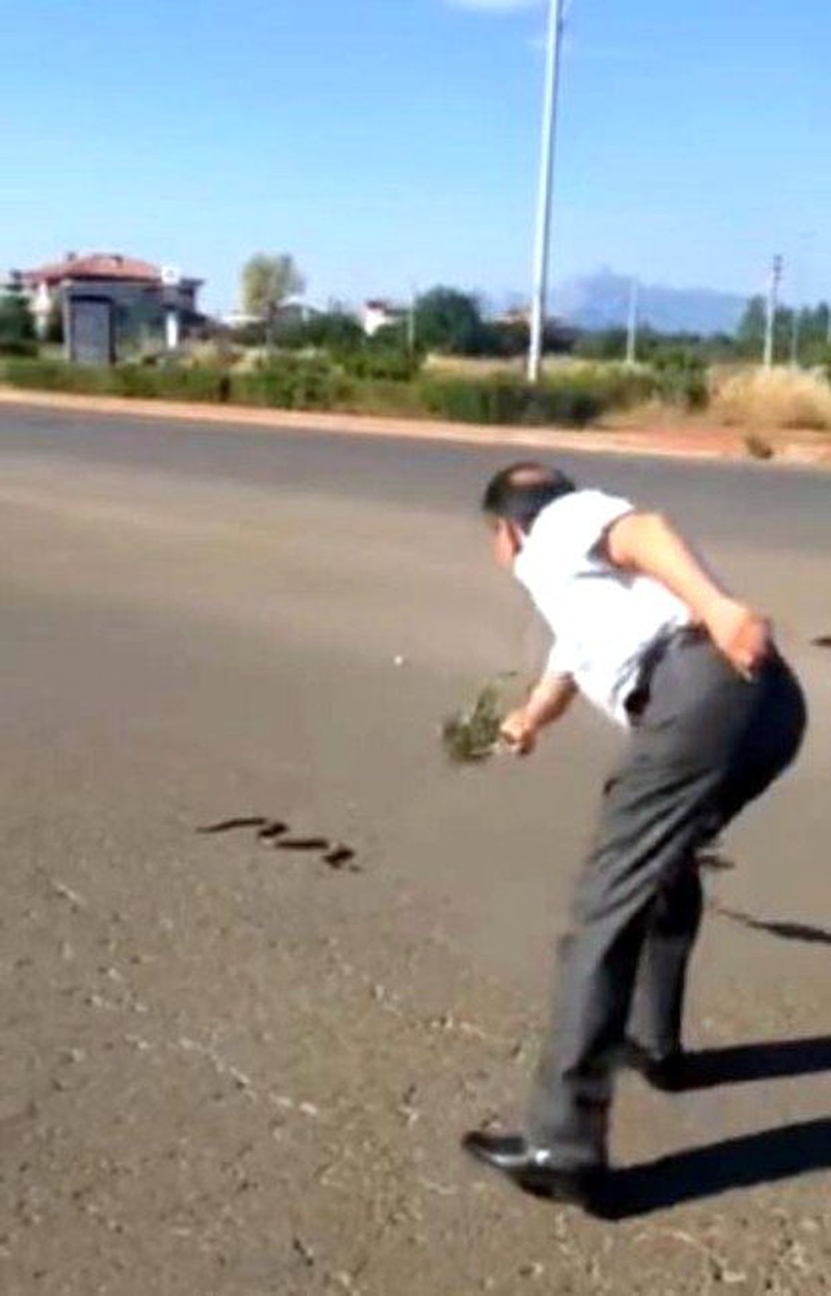 Yılan İçin Trafiği Durdurdular