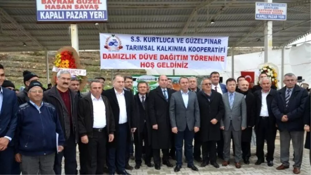 Denizli\'de Üreticilere 250 Gebe Düve Dağıtıldı