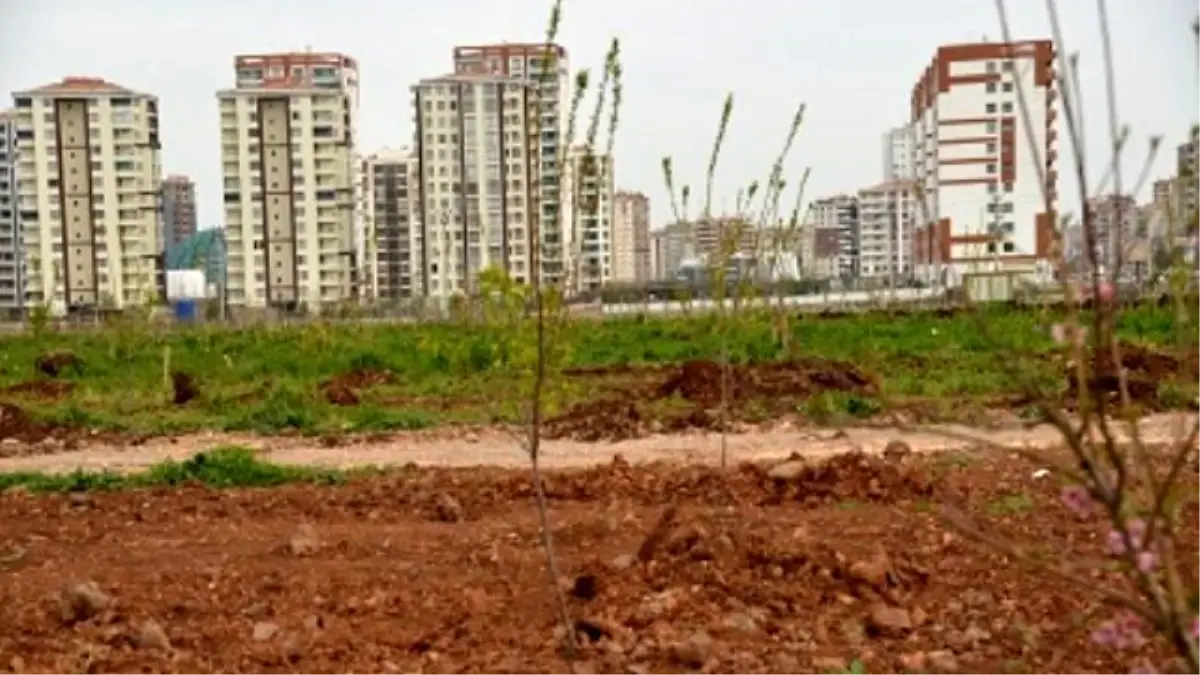 Diyarbakır\'da Meyve Bahçeleri İlk Ürününü Bu Yaz Verecek