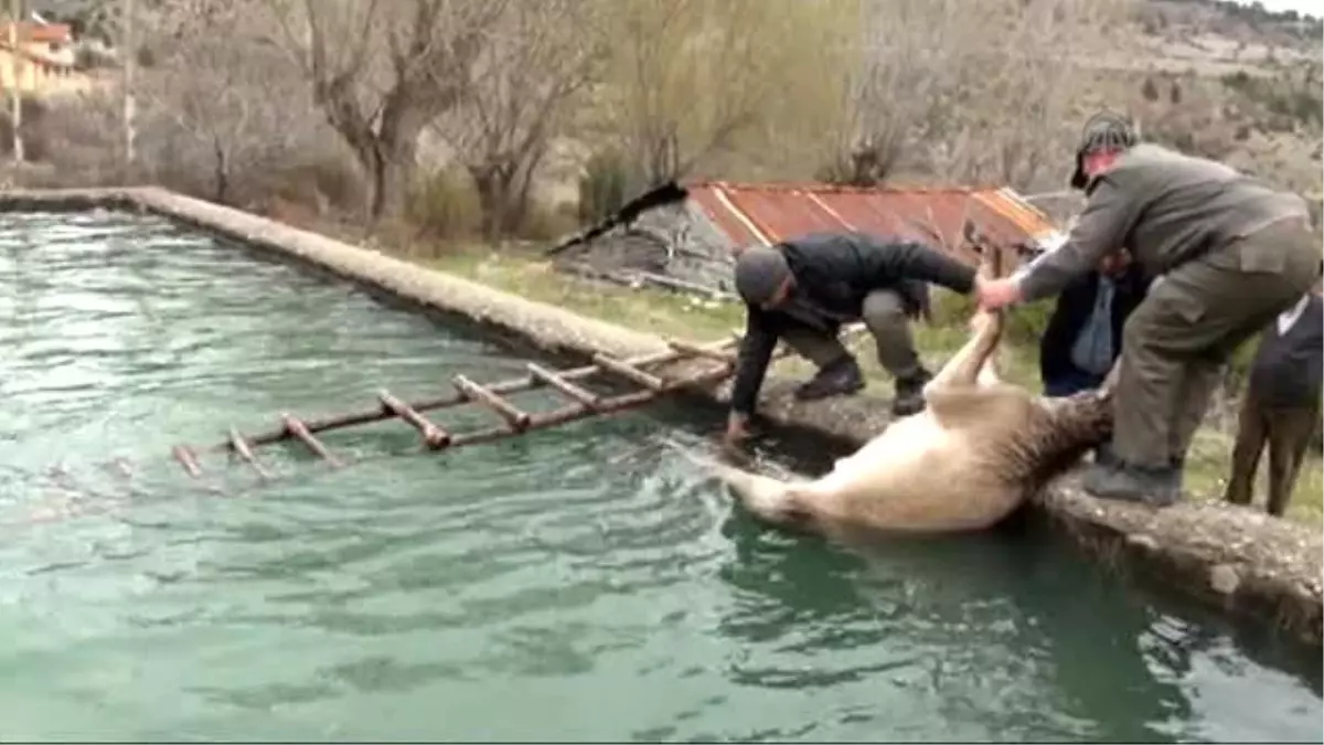 Havuza Düşen Gebe Geyik Kurtarıldı